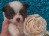 Chiot mâle Chihuahua blanc et chocolat de mai 2026 non LOF à vendre