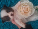 Chiot mâle Chihuahua blanc et chocolat de mai 2026 non LOF à vendre