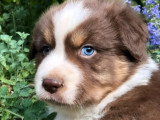 5 chiots Berger Australien LOF nés en avril 2026 à vendre