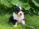 5 chiots Berger Australien LOF nés en avril 2026 à vendre