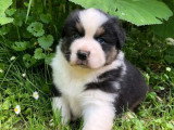 5 chiots Berger Australien LOF nés en avril 2026 à vendre