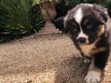 5 chiots Berger Australien LOF nés en avril 2026 à vendre