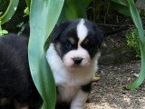 5 chiots Berger Australien LOF nés en avril 2026 à vendre
