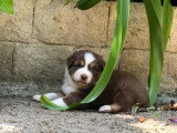 5 chiots Berger Australien LOF nés en avril 2026 à vendre