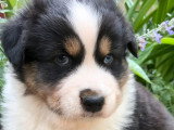 5 chiots Berger Australien LOF nés en avril 2026 à vendre