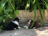 5 chiots Berger Australien LOF nés en avril 2026 à vendre