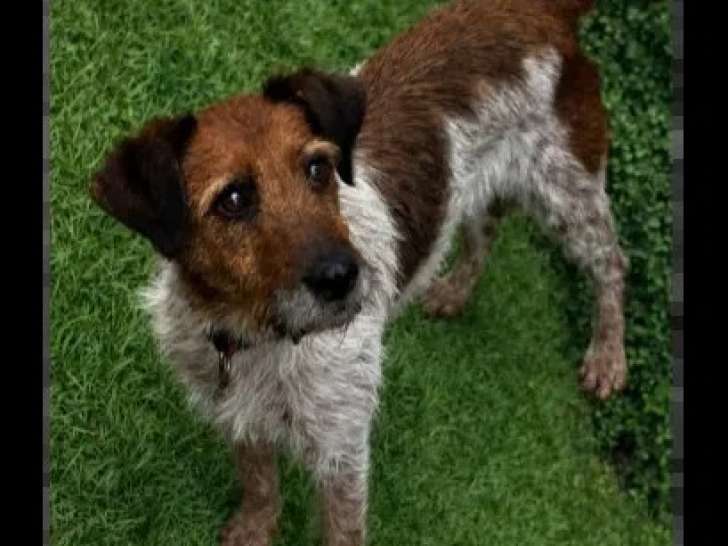 Chienne Épagneul au pelage marron et blanc de 1 an disponible à l'adoption