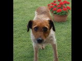 Chienne Épagneul au pelage marron et blanc de 1 an disponible à l'adoption