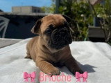 6 chiots Bouledogue Français LOF à réserver nés en avril 2026