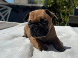 6 chiots Bouledogue Français LOF à réserver nés en avril 2026