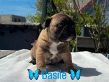 6 chiots Bouledogue Français LOF à réserver nés en avril 2026