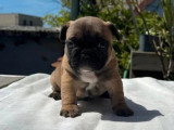 6 chiots Bouledogue Français LOF à réserver nés en avril 2026