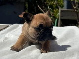 6 chiots Bouledogue Français LOF à réserver nés en avril 2026
