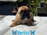 6 chiots Bouledogue Français LOF à réserver nés en avril 2026