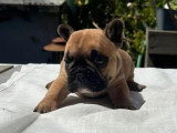 6 chiots Bouledogue Français LOF à réserver nés en avril 2026