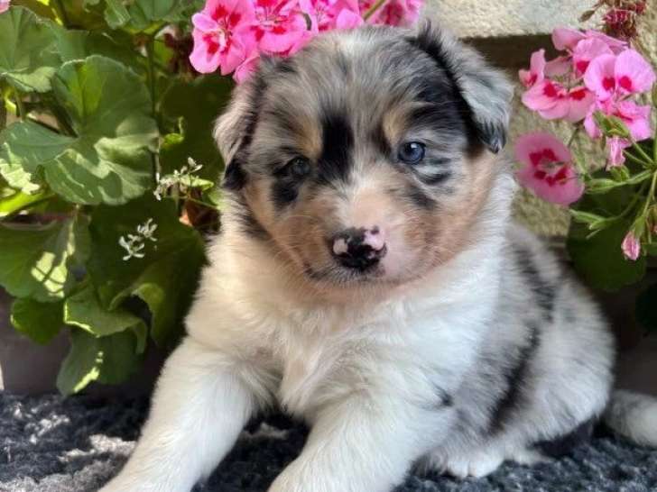9 chiots Berger Australien LOF nés en mai 2026 à réserver