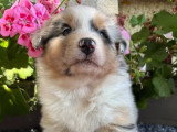 9 chiots Berger Australien LOF nés en mai 2026 à réserver