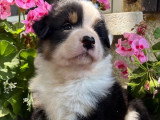 9 chiots Berger Australien LOF nés en mai 2026 à réserver