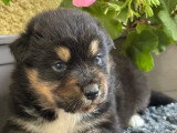 9 chiots Berger Australien LOF nés en mai 2026 à réserver