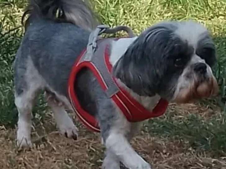 Chienne Shih Tzu au pelage gris et blanc de 13 ans en quête d'un foyer