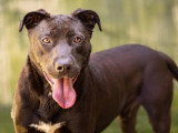Chien Labrador au pelage noir de 2 ans à la recherche d'une famille