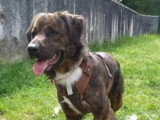 Chien Berger au pelage bringé de 3 ans disponible à l'adoption
