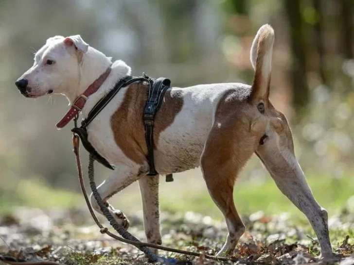 Chienne Boxer au pelage marron et blanc de 5 ans en attente d'adoption
