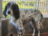 Chien Setter Anglais au pelage gris et blanc de 6 ans prêt pour l'adoption