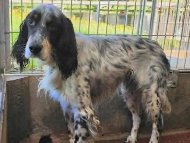 Chien Setter Anglais au pelage gris et blanc de 6 ans prêt pour l'adoption