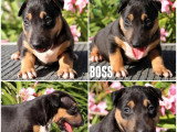 3 chiots Bull Terrier Miniature LOF à réserver de mai 2026