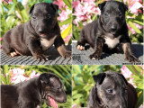 3 chiots Bull Terrier Miniature LOF à réserver de mai 2026