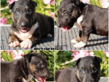 3 chiots Bull Terrier Miniature LOF à réserver de mai 2026