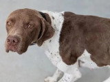 Chien Braque Français type Gascogne de 2 ans à adopter