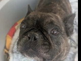 Chien Bouledogue Français bringé de 6 ans à la recherche d'une famille