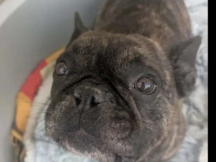 Chien Bouledogue Français bringé de 6 ans à la recherche d'une famille