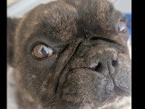 Chien Bouledogue Français bringé de 6 ans à la recherche d'une famille
