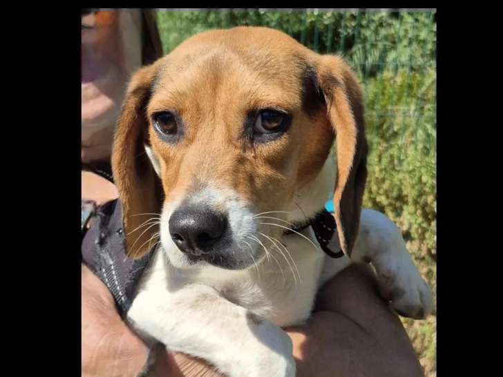 Chiot mâle Beagle tricolore de 8 mois en attente d'un foyer