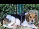 Chiot mâle Beagle tricolore de 8 mois en attente d'un foyer