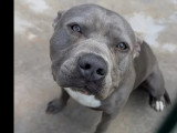 Chien Staffordshire Américain Terrier gris de 1 an disponible à l'adoption