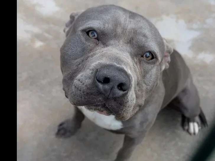 Chien Staffordshire Américain Terrier gris de 1 an disponible à l'adoption