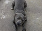 Chien Staffordshire Américain Terrier gris de 1 an disponible à l'adoption
