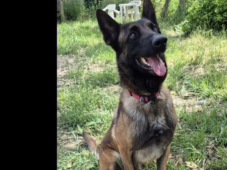 Chien Berger Malinois fauve charbonné de 4 ans en attente d'un foyer