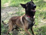 Chien Berger Malinois fauve charbonné de 4 ans en attente d'un foyer