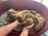 Chiots de type Golden Retriever à vendre