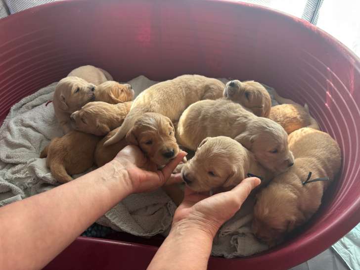 Chiots de type Golden Retriever à vendre
