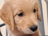 Chiots de type Golden Retriever à vendre