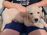 Chiots de type Golden Retriever à vendre