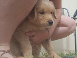 Chiots de type Golden Retriever à vendre