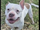 Chien American Bully marron et blanc de 6 ans à adopter