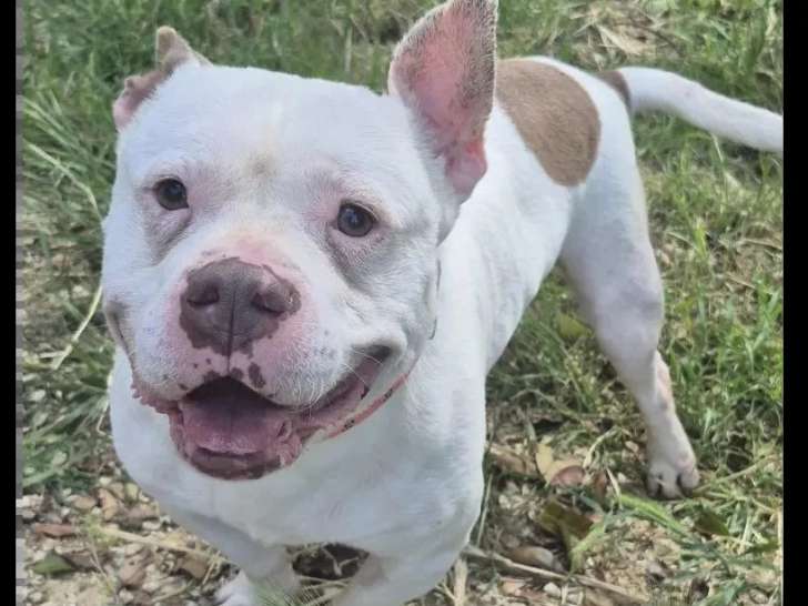 Chien American Bully marron et blanc de 6 ans à adopter